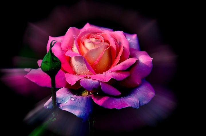 Queen Roses