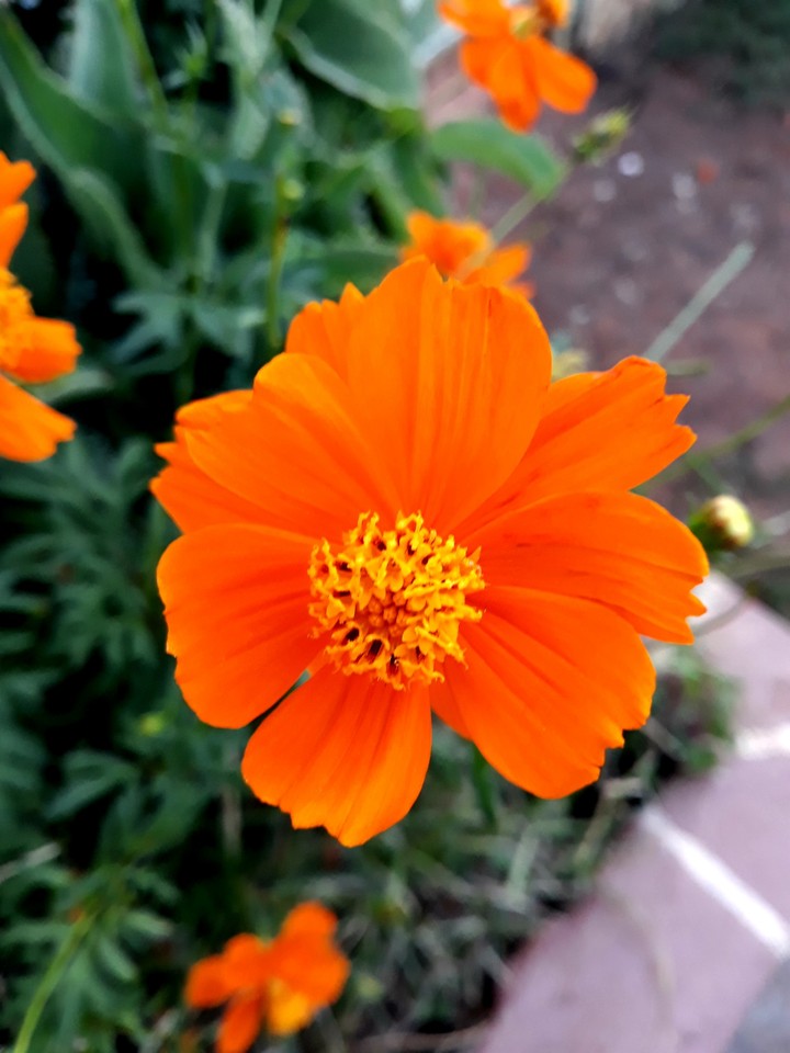 natureza