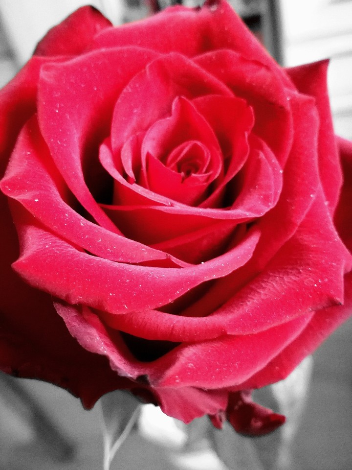 rose