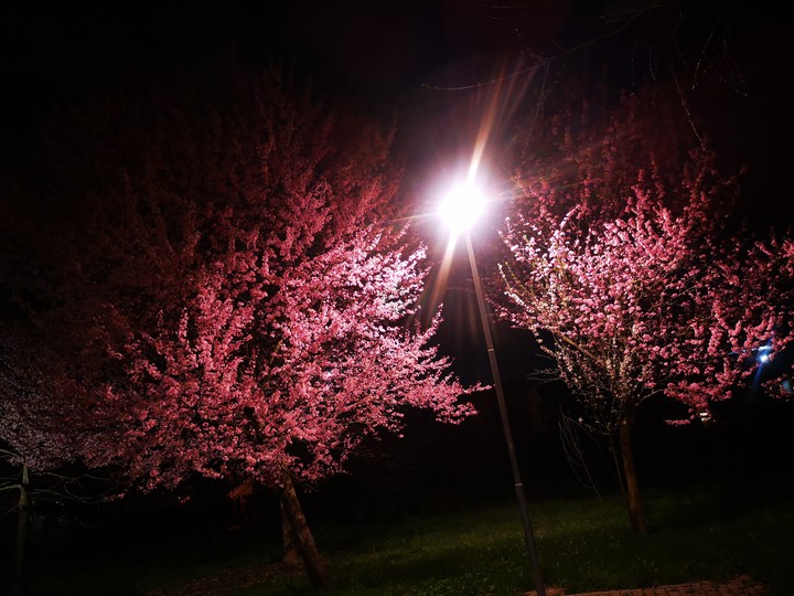 Blooming night