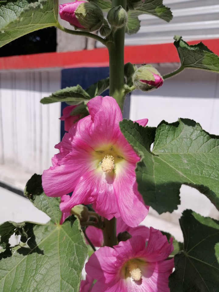 flowers
