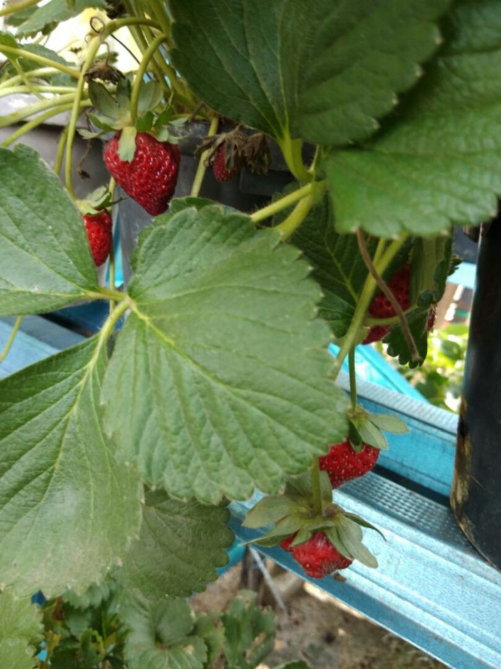 strawberry