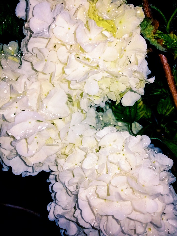 flowers