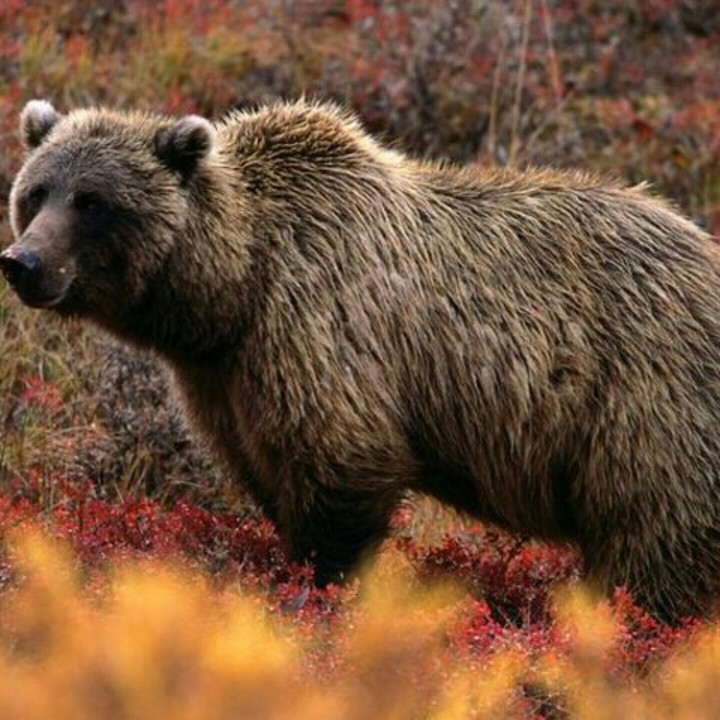 bear