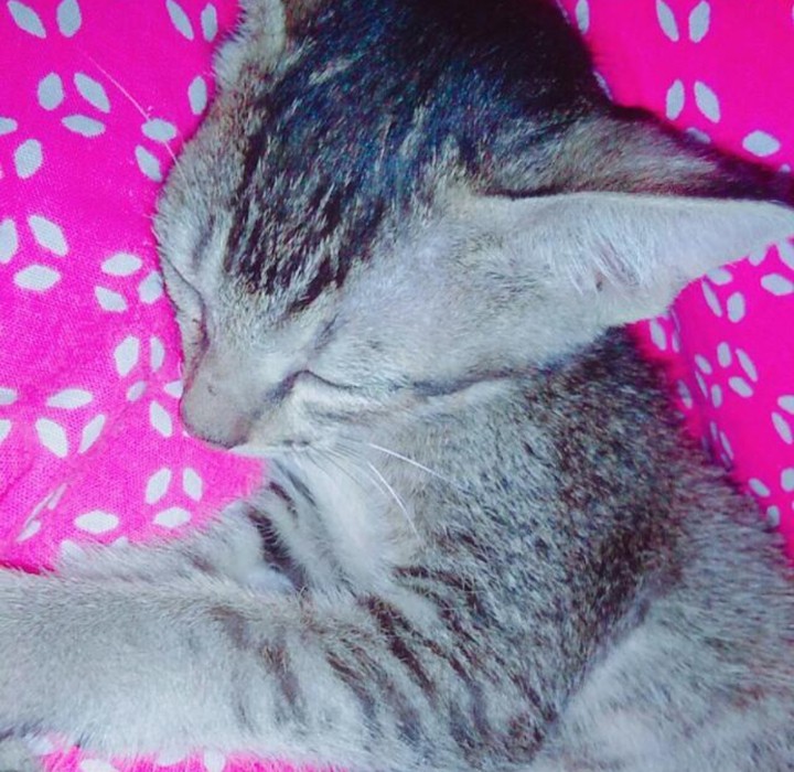 cats