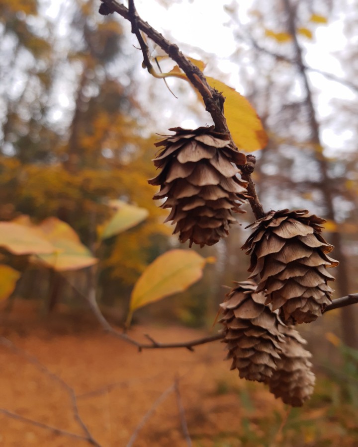 Natura
