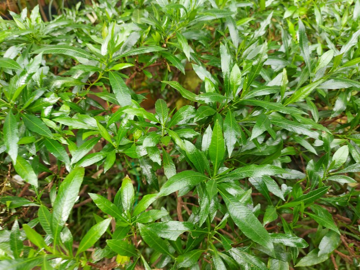 Plant green