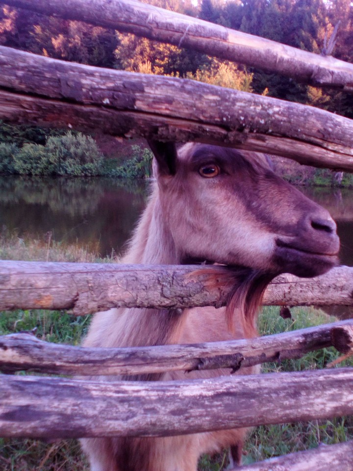 capra