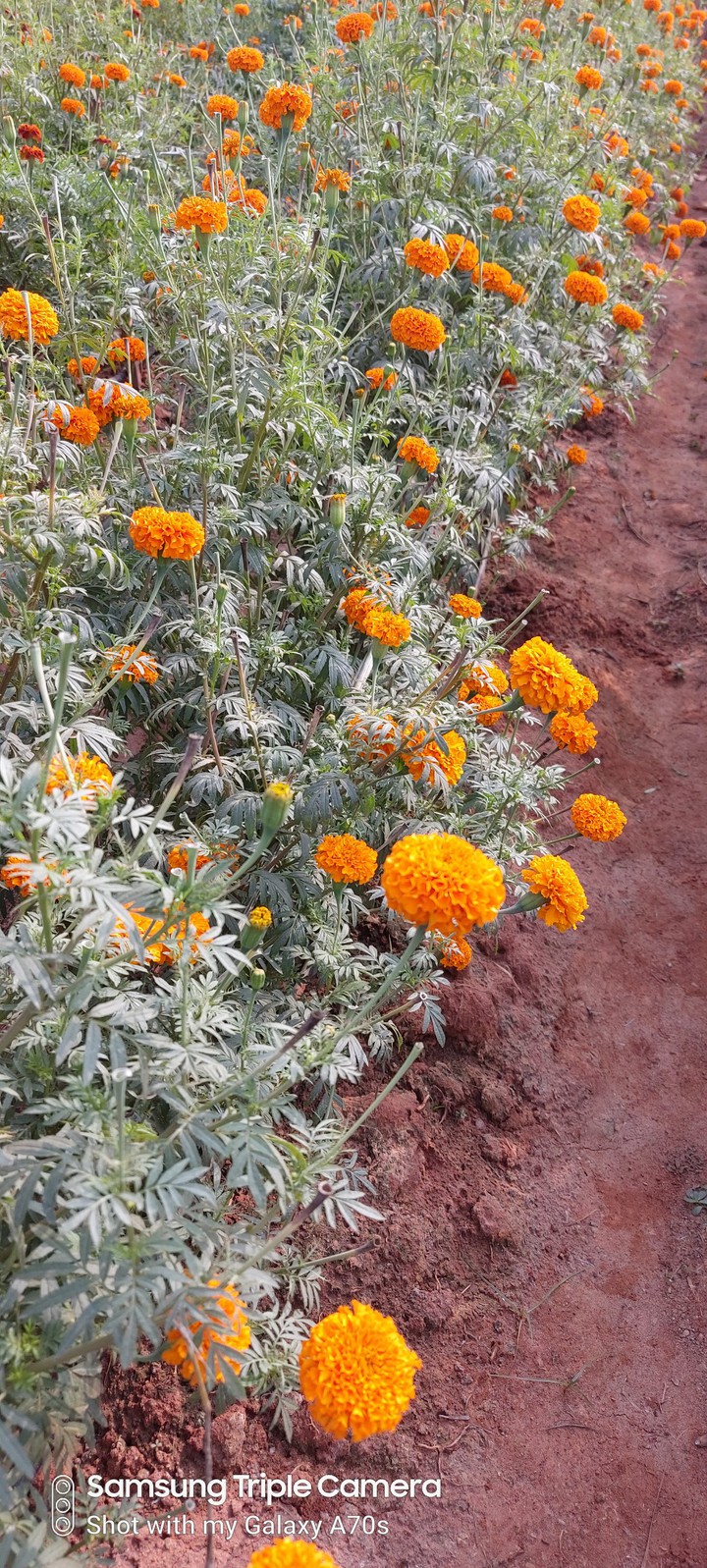 marigold garden