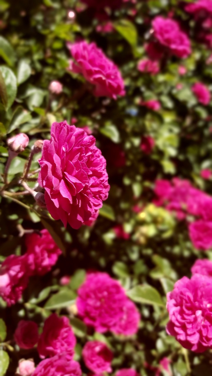 flowers