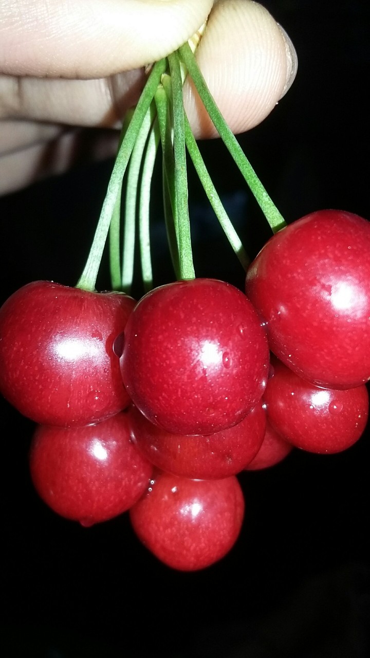 cherry