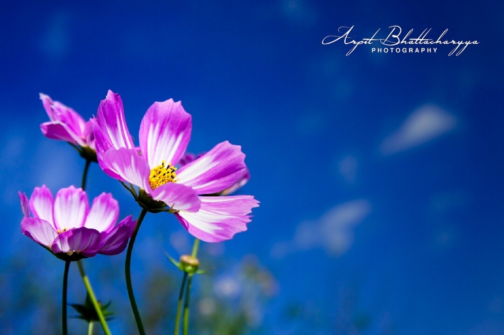Flowers ?
