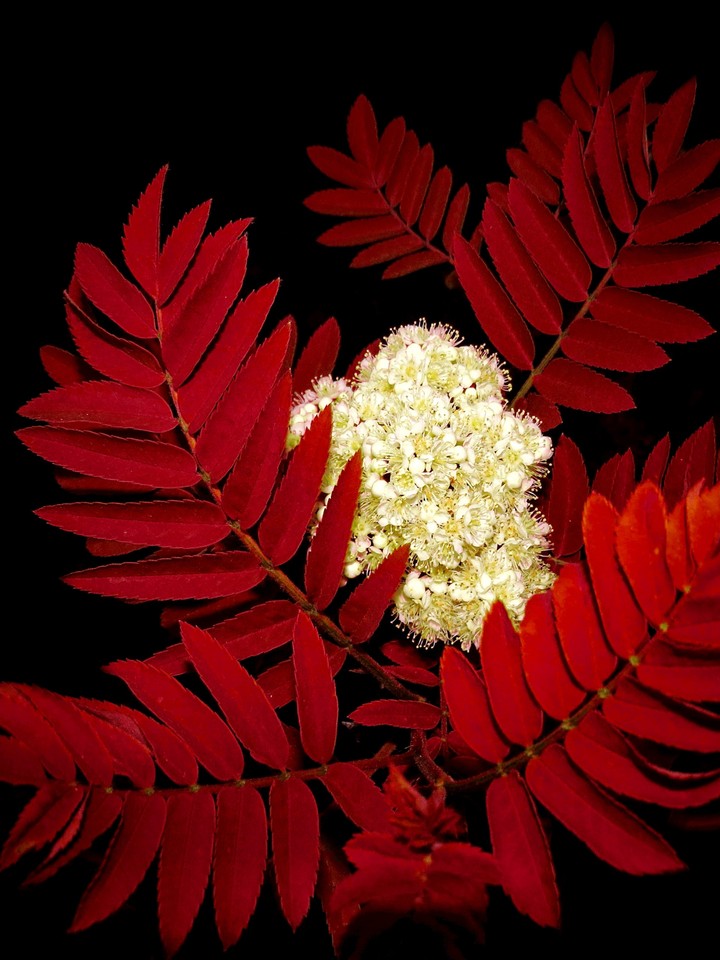 Rowan/European Mountain Ash