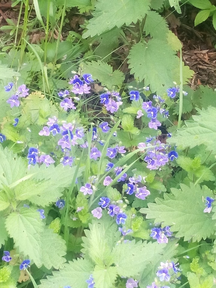 Blumen