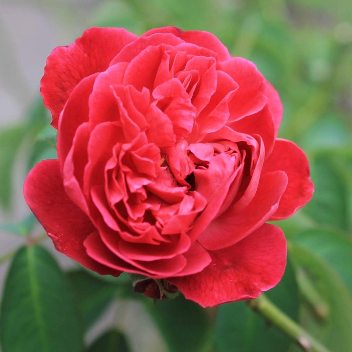 red rose