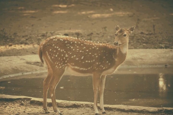 deer