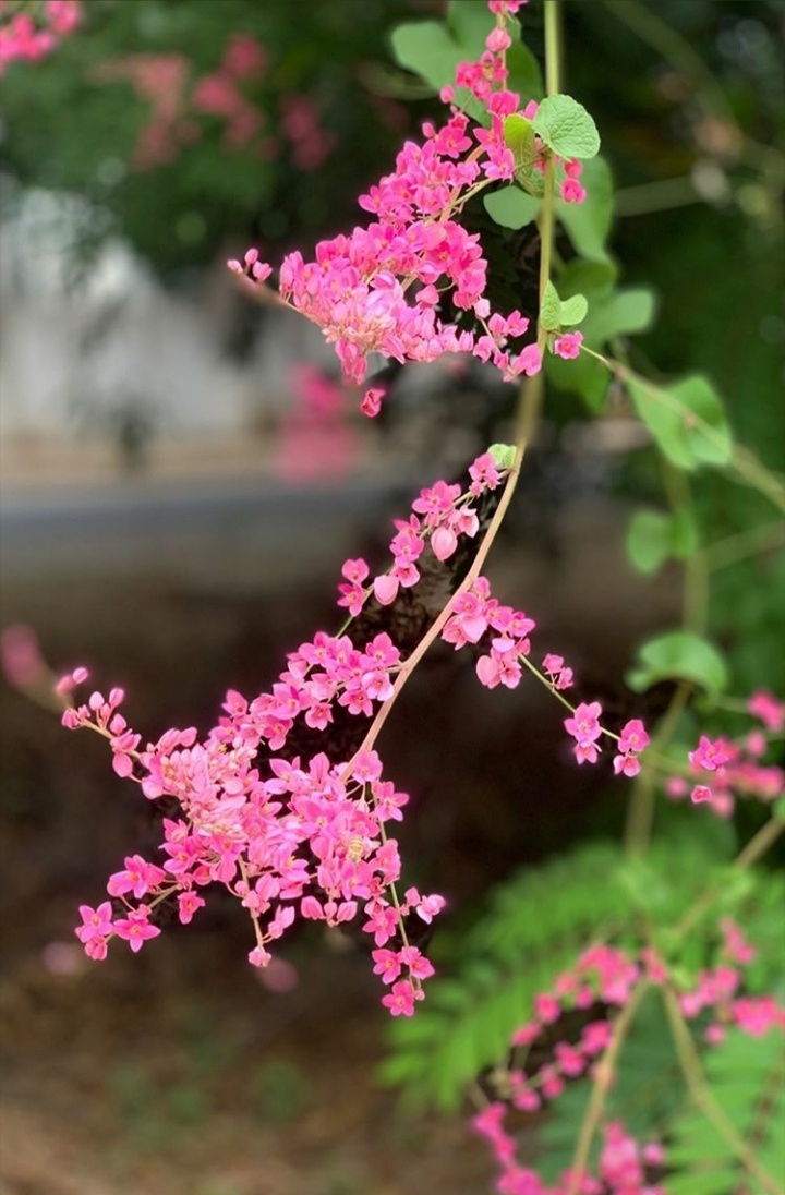 flower beauty