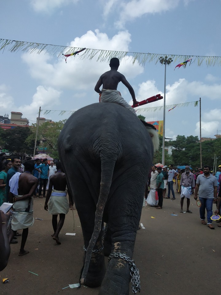 elephant