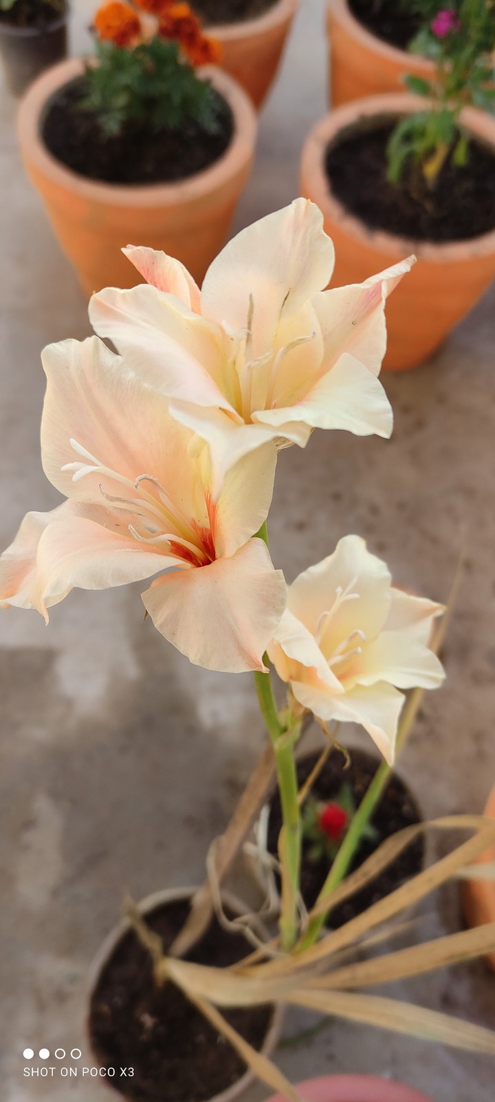 Gladiolus