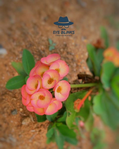 cactus flower