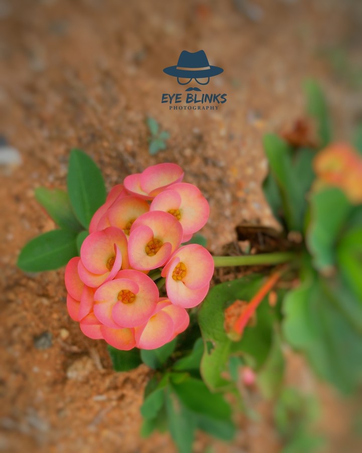 cactus flower