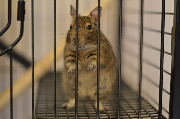 Degu