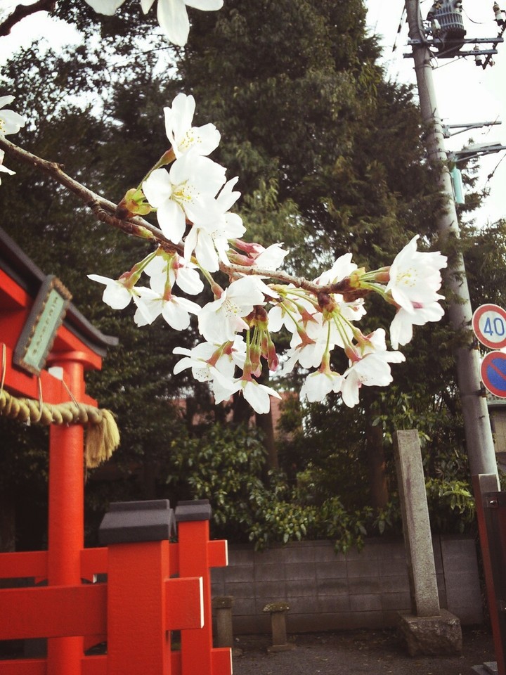 Sakura