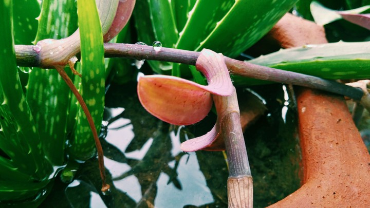 drop on plant