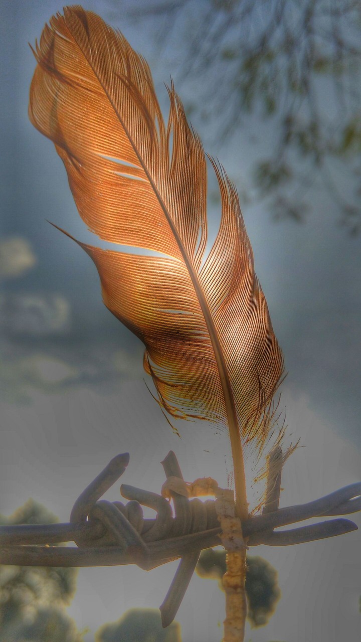 Bird wing