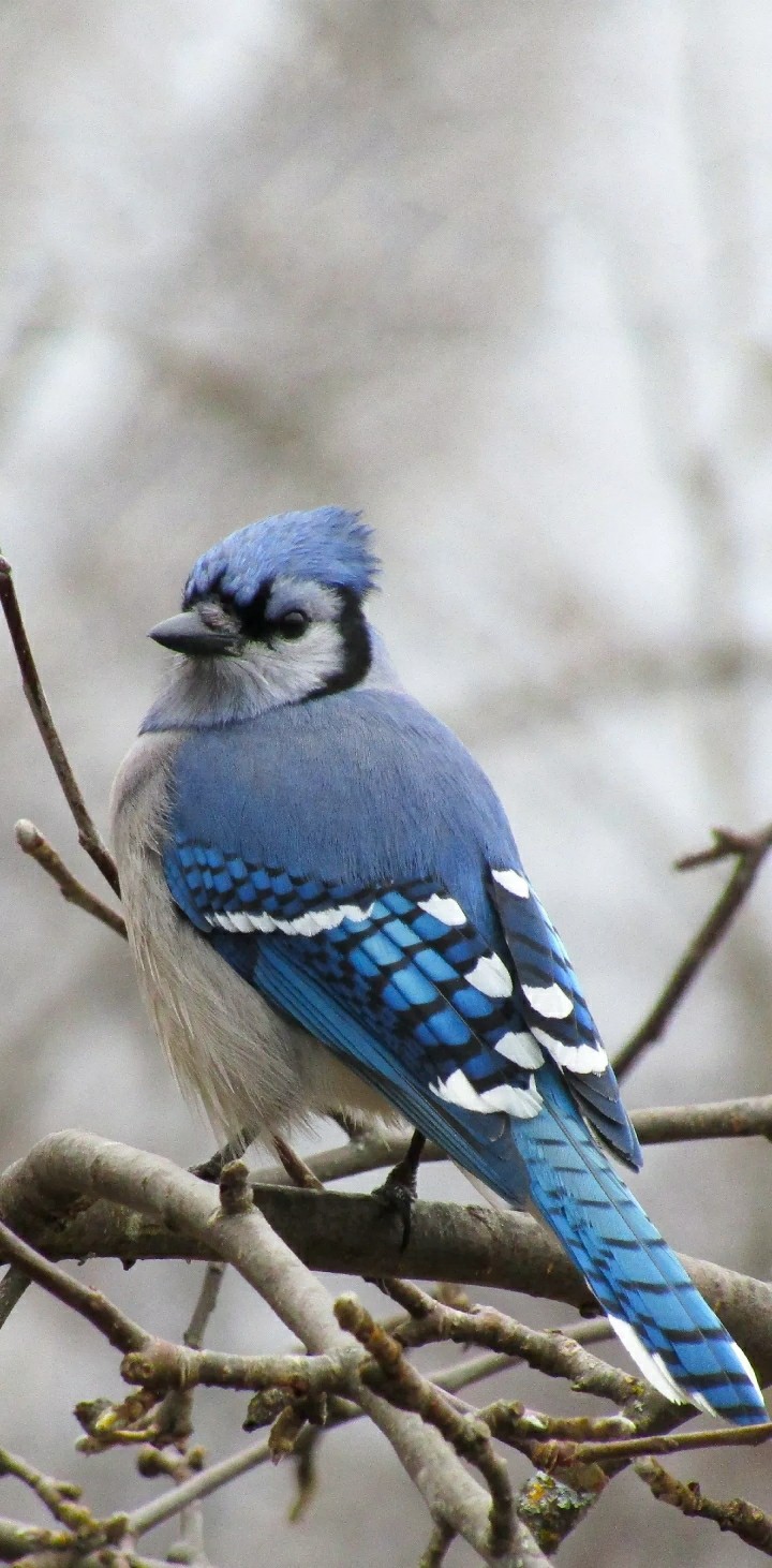 blue bird