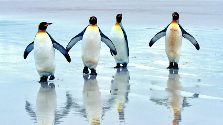 Pinguins