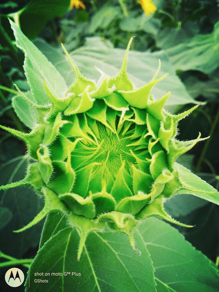 Baby Sunflower