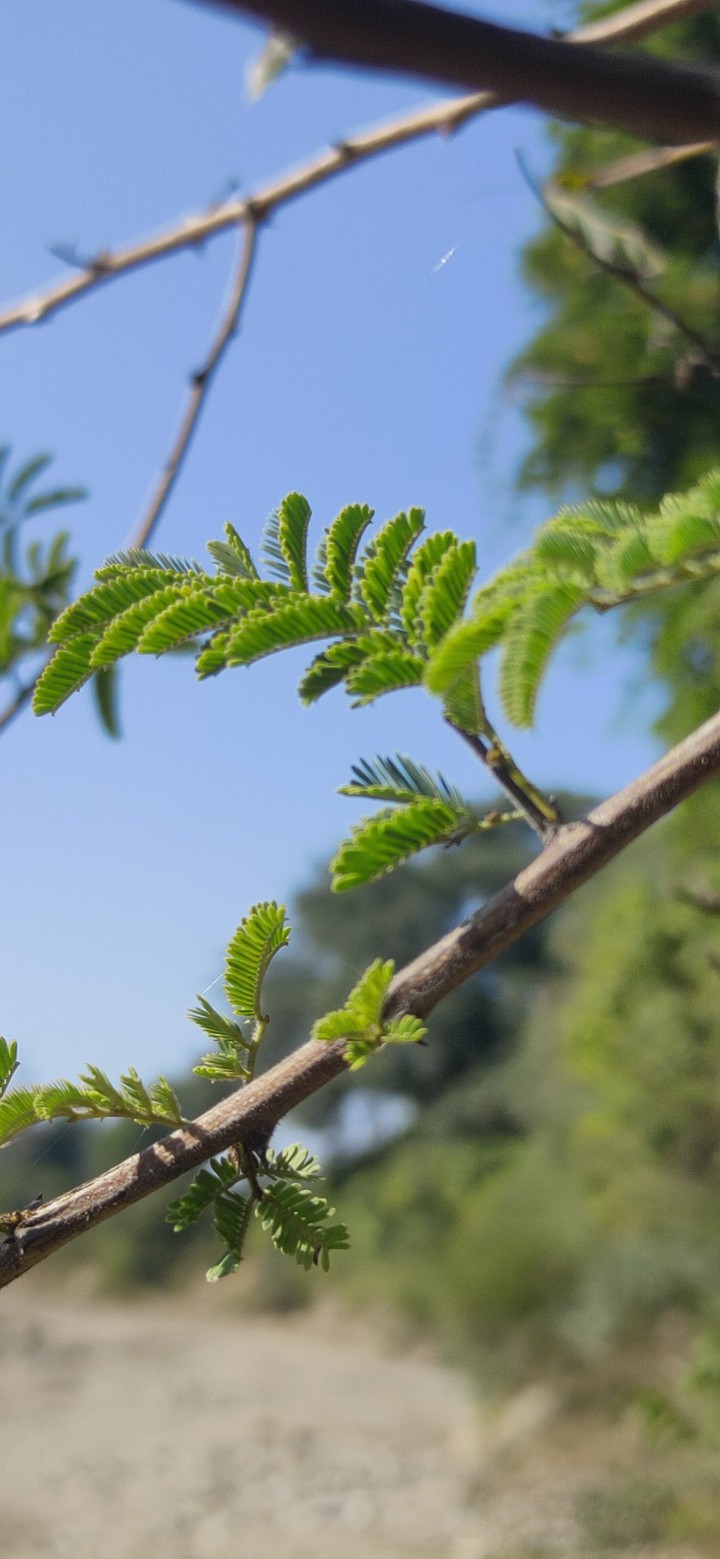 leaves