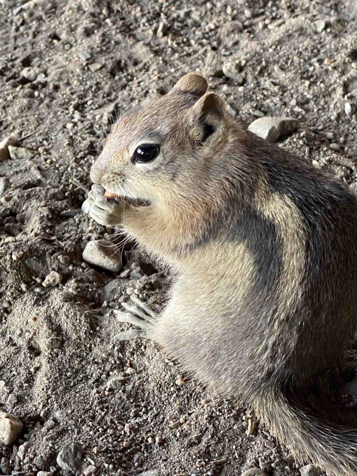 Squirrel