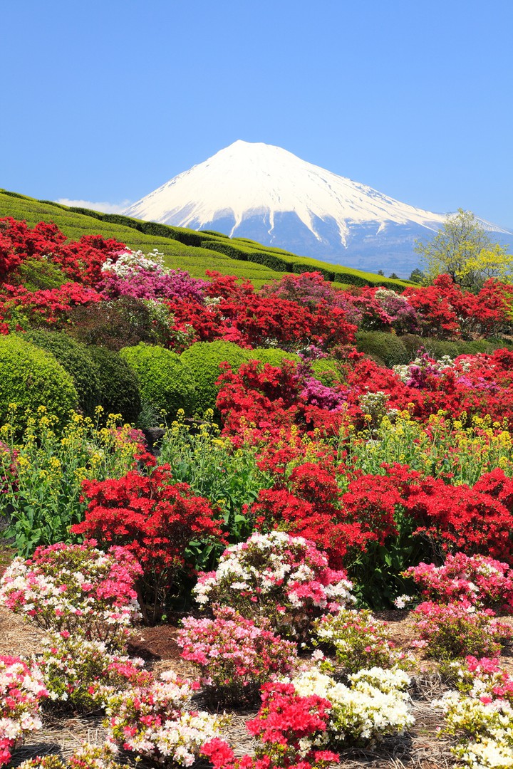 flores