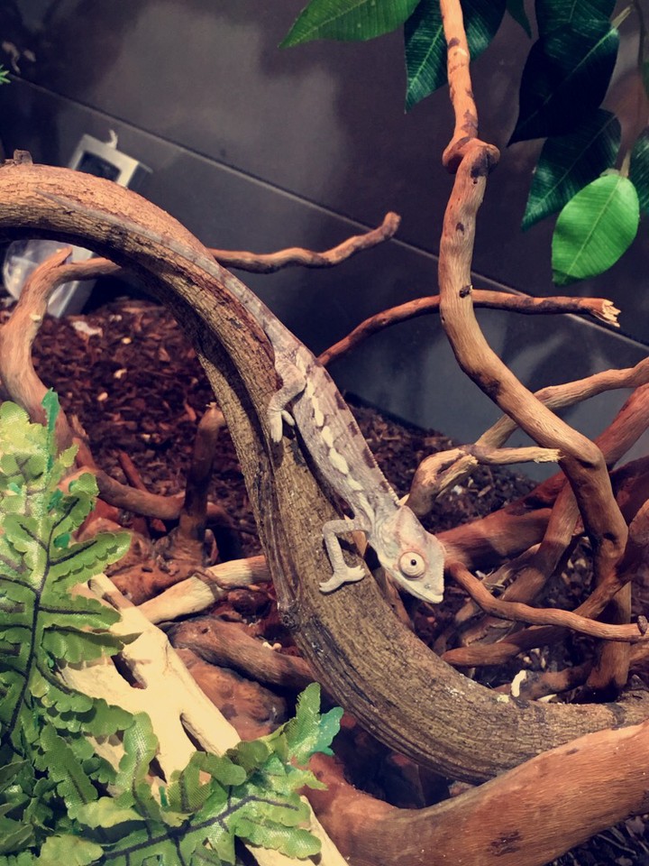 Chameleon
