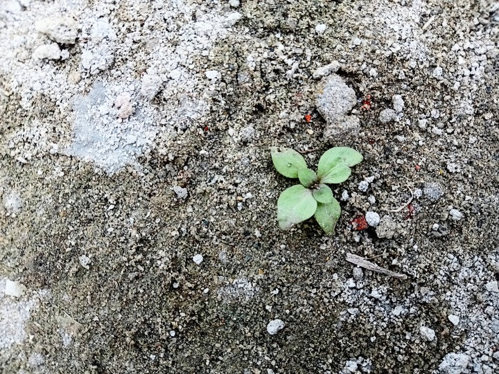 One plant on the ground.The plant is alone and growing up