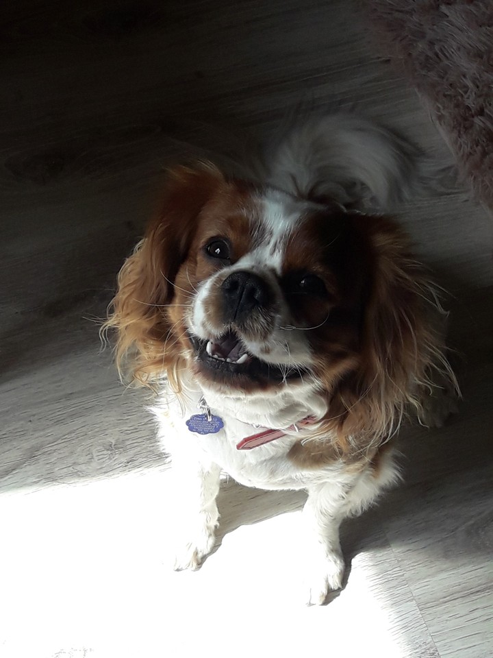 cavalier