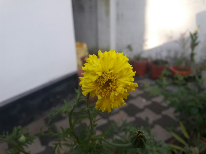 flower