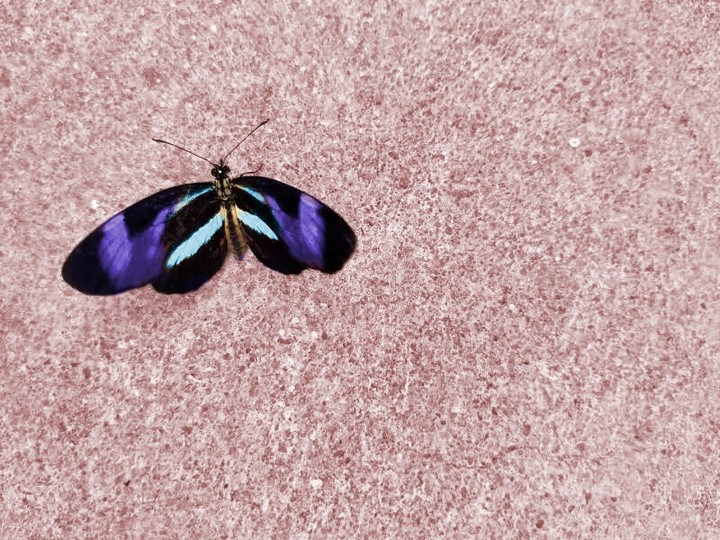 borboleta