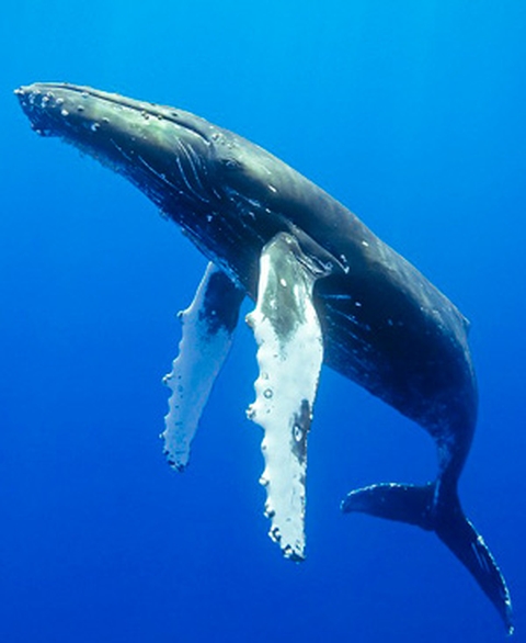 My favourite creature of the ocean, love their songs.