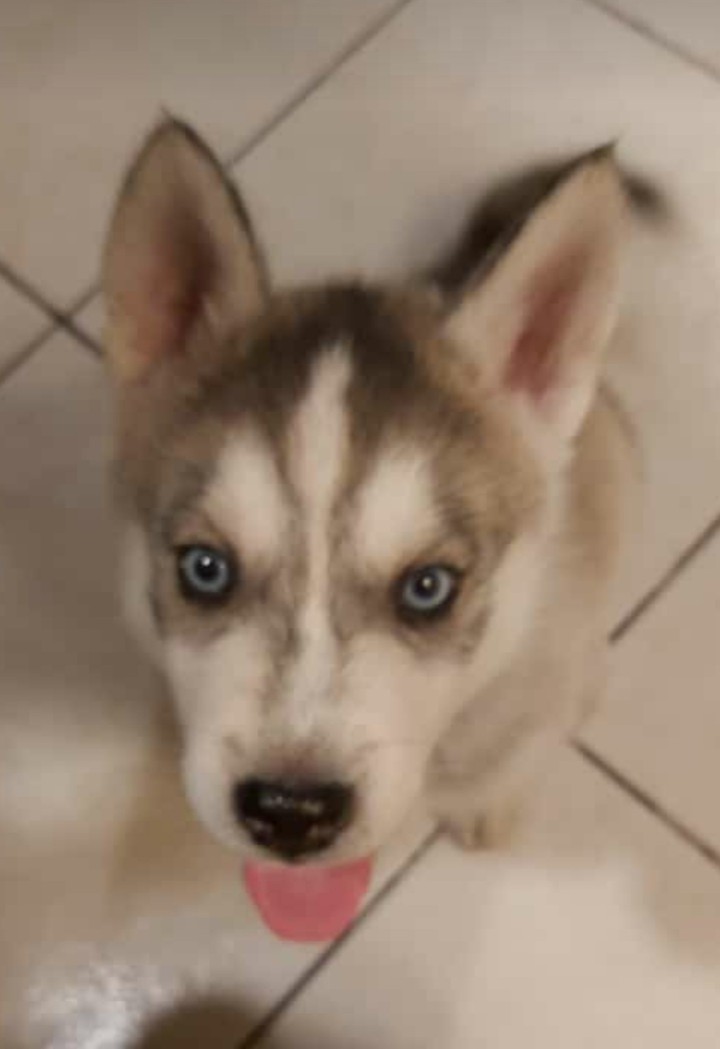 bb husky