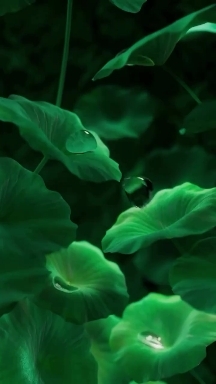Jumping drops