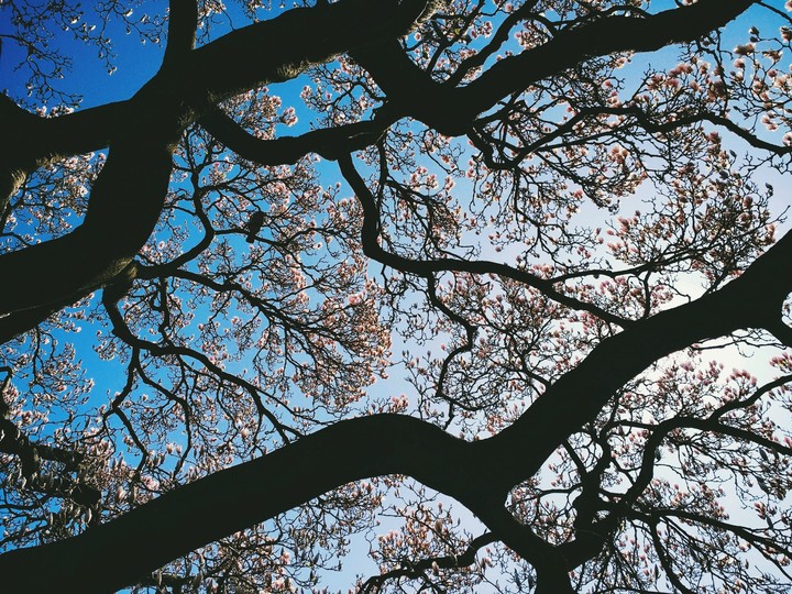 Magnolia