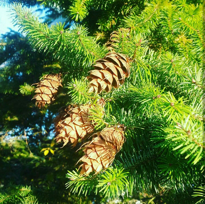 pine cones