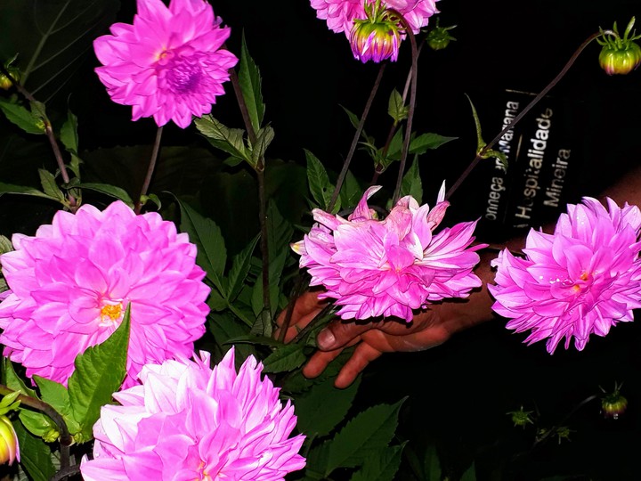 Dalia