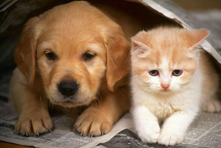 Puppy