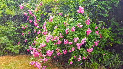 roses