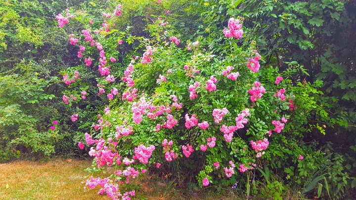 roses
