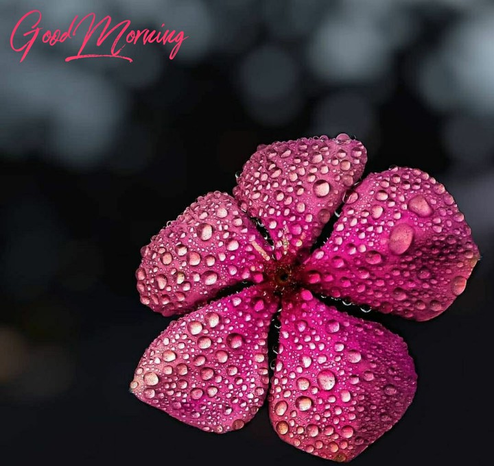 good morning